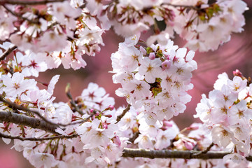桜の花　春イメージ