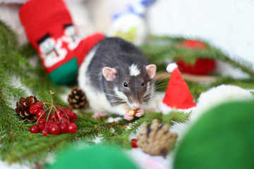 A rat with a Santa Claus hat - a symbol of the new year 2020 in Christmas decoration: new year tree branches, berries, cones, sock