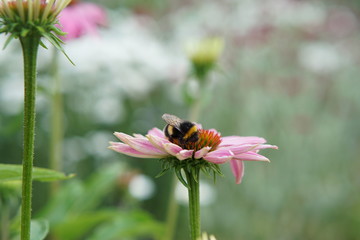 Bee on echinacea flower