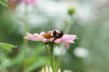 Bee on echinacea flower