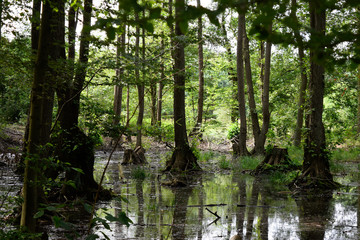 Fototapeta premium landscape and wildlife
