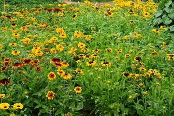Rudbeckia garden