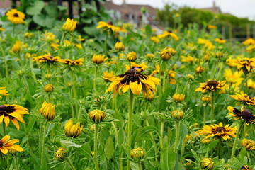 Rudbeckia aries