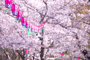 桜とランタン　春イメージ