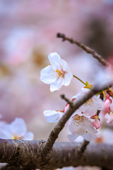桜の花　春イメージ