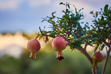 Pomegranate bonsai landscape with fruits.