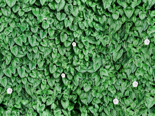 seamless green leaf wall background with flowers