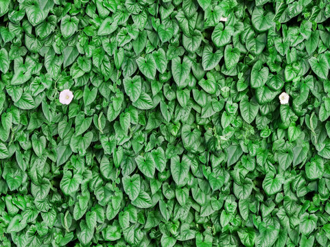 seamless green leaf wall background with flowers