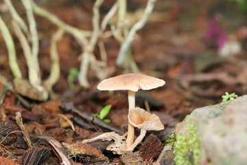 Pilz