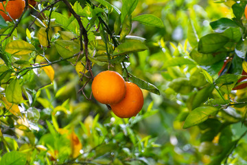 Orange citrus fruit plantations on Peloponnese, Greece, new harvest of sweet juicy oranges