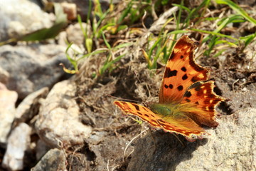 Papillon orange et marron aux ailes déployées