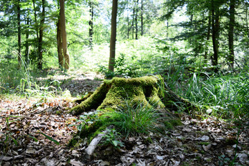 landscape and wildlife and city