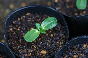 ヒマワリの苗