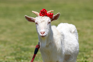 ヤギのポートレート