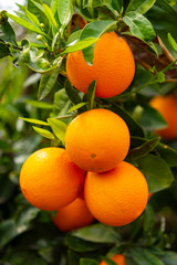 Orange citrus fruit plantations on Peloponnese, Greece, new harvest of sweet juicy oranges