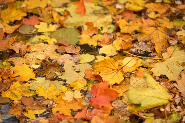 Autumnal background with beautifully colored fall foliage swimming on the water of a little creek in October in Germany