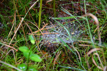 Spider's web in the rain