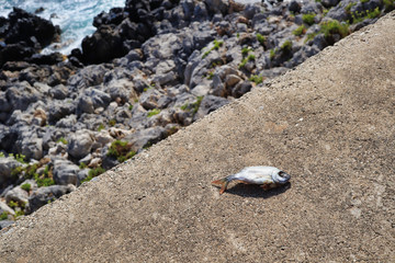 Dead fish on a sea wall