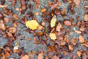 Herbstlaub auf Straße 2
