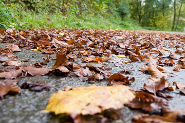 Herbstlaub auf Straße 1