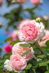 バラの花