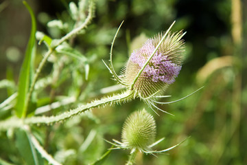 DIPSACUS FULLONUM on meadow
