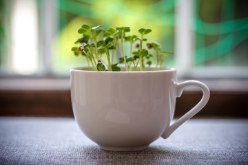 かいわれ大根　屋内栽培