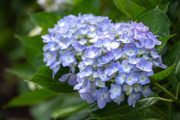 あじさいの花