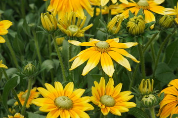 Rudbeckia Prairie Sun