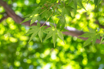 緑のモミジ　初夏イメージ