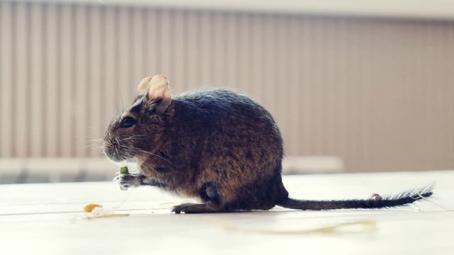 Little fluffy degu on the floor near its food