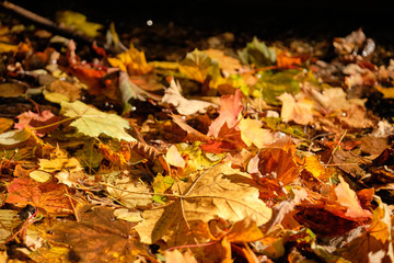 Autumnal background with beautifully colored fall foliage swimming on the water of a little creek in October in Germany