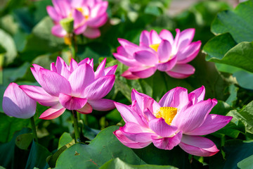 Obraz premium 蓮の花 初夏イメージ