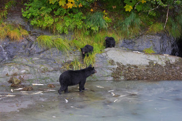 Schwarzbären beim Lachs angeln