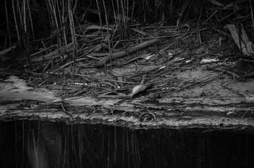 landscape and wildlife and city