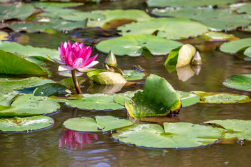 スイレンの花　初夏イメージ