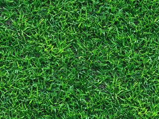 Green grass texture for background. Green lawn pattern and texture background. Close-up.