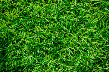 Green grass texture for background. Green lawn pattern and texture background. Close-up.