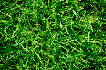 Green grass texture for background. Green lawn pattern and texture background. Close-up.