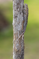 oriental garden lizard, bloodsucker or changeable lizard (Calotes versicolor)