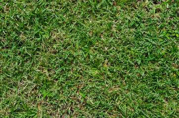 Green grass texture for background. Green lawn pattern and texture background. Close-up.