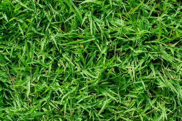 Fototapeta na wymiar Green grass texture for background. Green lawn pattern and texture background. Close-up.