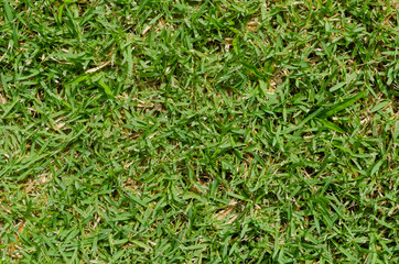 Green grass texture for background. Green lawn pattern and texture background. Close-up.