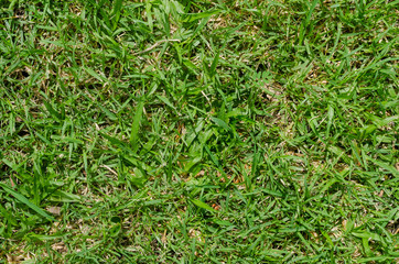 Green grass texture for background. Green lawn pattern and texture background. Close-up.