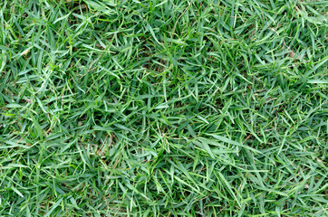 Green grass texture for background. Green lawn pattern and texture background. Close-up.