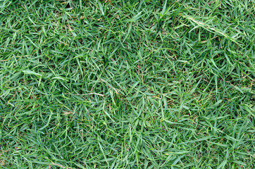 Green grass texture for background. Green lawn pattern and texture background. Close-up.