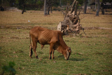 Naklejka premium cow in a meadow