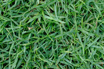 Green grass texture for background. Green lawn pattern and texture background. Close-up.