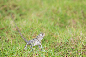 oriental garden lizard, bloodsucker or changeable lizard (Calotes versicolor)
