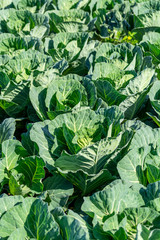 Farm field with rows of young green cabbage plants growing outside under greek sun.